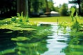 photosynthetic oxygen enriched pool a pool with algae based syst Royalty Free Stock Photo
