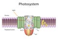 Photosystems are functional and structural units of protein complexes involved in photosynthesis Royalty Free Stock Photo