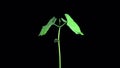 Phototropism effect in growing beans