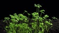 Phototropism effect in growing carrots with ALPHA channel