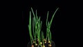 Phototropism effect in growing onions with alpha channel
