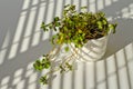 Phototropism. Houseplant growing towards sunlight