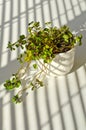 Phototropism. Houseplant growing towards sunlight