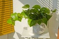 Phototropism. Houseplant growing towards sunlight