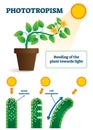 Phototropism vector illustration. Labeled plants bending towards sun scheme Royalty Free Stock Photo