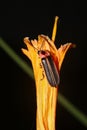 Photuris pennsylvanica insect perched on a stem of a vibrant flower Royalty Free Stock Photo