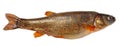 Phoxinus perenurus - lake minnow