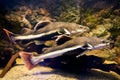 Phractocephalus hemioliopterus - redtail catfish Royalty Free Stock Photo