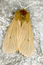 Phragmatobia fuliginosa / The Ruby Tiger moth close-up