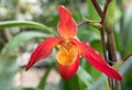 Phragmipedium Acker`s Dragon flower red Royalty Free Stock Photo