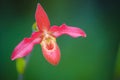 Phragmipedium besseae Royalty Free Stock Photo