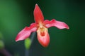 Phragmipedium hybrid Royalty Free Stock Photo