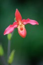 Phragmipedium hybrid