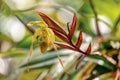 Phragmipedium longifolium, flower species of orchid. Magdalena department, Colombia