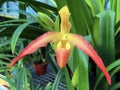 Phragmipedium longifolium x Phrag. orchid or Orchidee