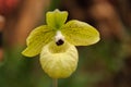 Phragmipedium malipoense Royalty Free Stock Photo