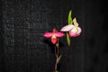 Phragmipedium Sherman's March Orchid