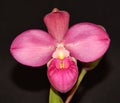 Pink Orchid Hybrid Phragmipedium Acker\'s Jewel in Bloom. Royalty Free Stock Photo