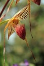 Phragmipedium