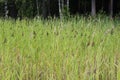 Phragmites australis, also called common reed or reed Royalty Free Stock Photo