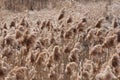 Phragmites australis Royalty Free Stock Photo