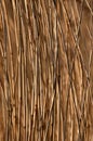 Phragmites australis, the common reed Royalty Free Stock Photo