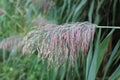 Reed grass, Phragmite commun, Roseau, Gemeines Schilf, Cannuccia d'acqua, CaniÃ§o, Carrizo - Phragmites australis - Poaceae Royalty Free Stock Photo