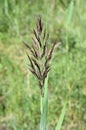 Phragmites australis common reedgrass flowering Royalty Free Stock Photo