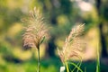 Phragmites Australis Flower Royalty Free Stock Photo