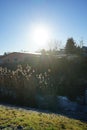 Phragmites australis grows along the banks of the Wuhle River in the sunshine in January. Berlin, Germany Royalty Free Stock Photo