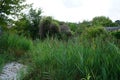Phragmites australis grows in August near the river. Berlin, Germany Royalty Free Stock Photo