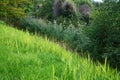 Phragmites australis grows in September near the river. Berlin, Germany Royalty Free Stock Photo