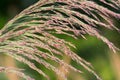 Phragmites australis reed seed head