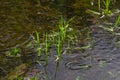 Phragmites australis at the water`s edge. Spring young shoots in the water