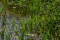 Phragmites australis at the water`s edge. Spring young shoots in the water