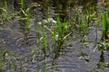 Phragmites australis at the water\'s edge. Spring young shoots in the water