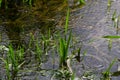 Phragmites australis at the water\'s edge. Spring young shoots in the water