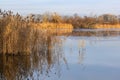 Phragmites clumps of reeds growing on the edge of the pond and reflected on the surface of the pond in the background a small Royalty Free Stock Photo