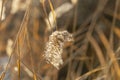 Phragmites - dry reed flowers growing on the bank of a pond with beautiful bokeh