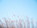 Phragmites grass under a blue sky Royalty Free Stock Photo