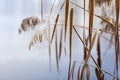 Phragmites - massive reed stalks, covered with hoarfrost and growing on the edge of a pond. In the background a beautiful blue Royalty Free Stock Photo