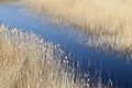 Phragmites perennial grasses in wetlands. Royalty Free Stock Photo