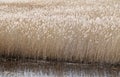 Phragmites perennial grasses in wetlands. Royalty Free Stock Photo