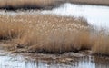 Phragmites perennial grasses in wetlands. Royalty Free Stock Photo