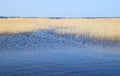 Phragmites perennial grasses in wetlands. Royalty Free Stock Photo