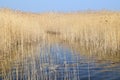 Phragmites perennial grasses in wetlands. Royalty Free Stock Photo