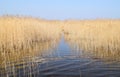 Phragmites perennial grasses in wetlands. Royalty Free Stock Photo