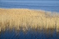 Phragmites perennial grasses in wetlands. Royalty Free Stock Photo