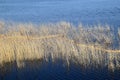 Phragmites perennial grasses in wetlands. Royalty Free Stock Photo