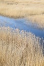 Phragmites perennial grasses in wetlands. Royalty Free Stock Photo